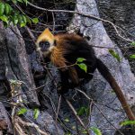 Tracking the Cat Ba langur