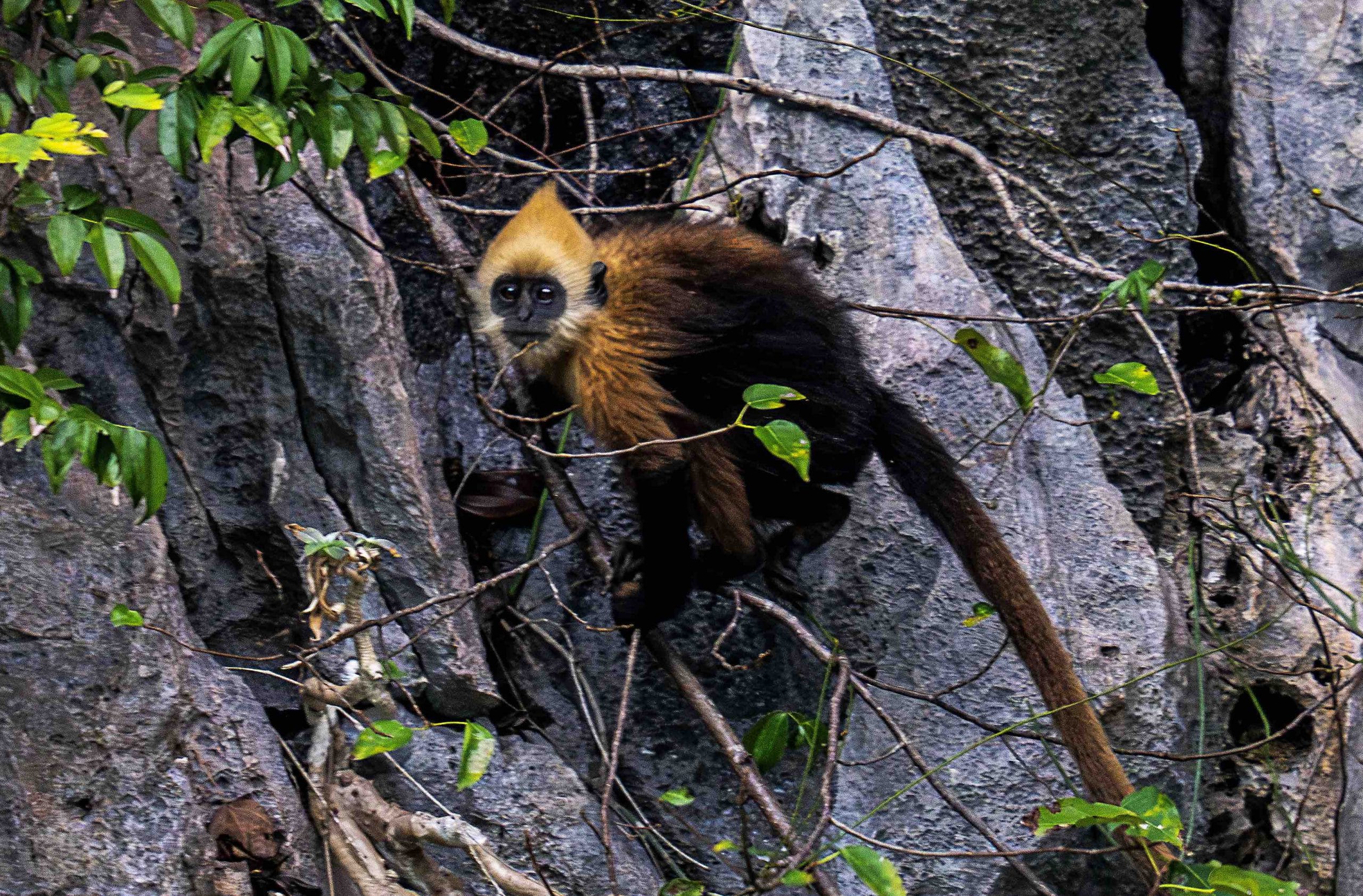 Tracking the Cat Ba langur