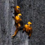Tracking the Cat Ba langur
