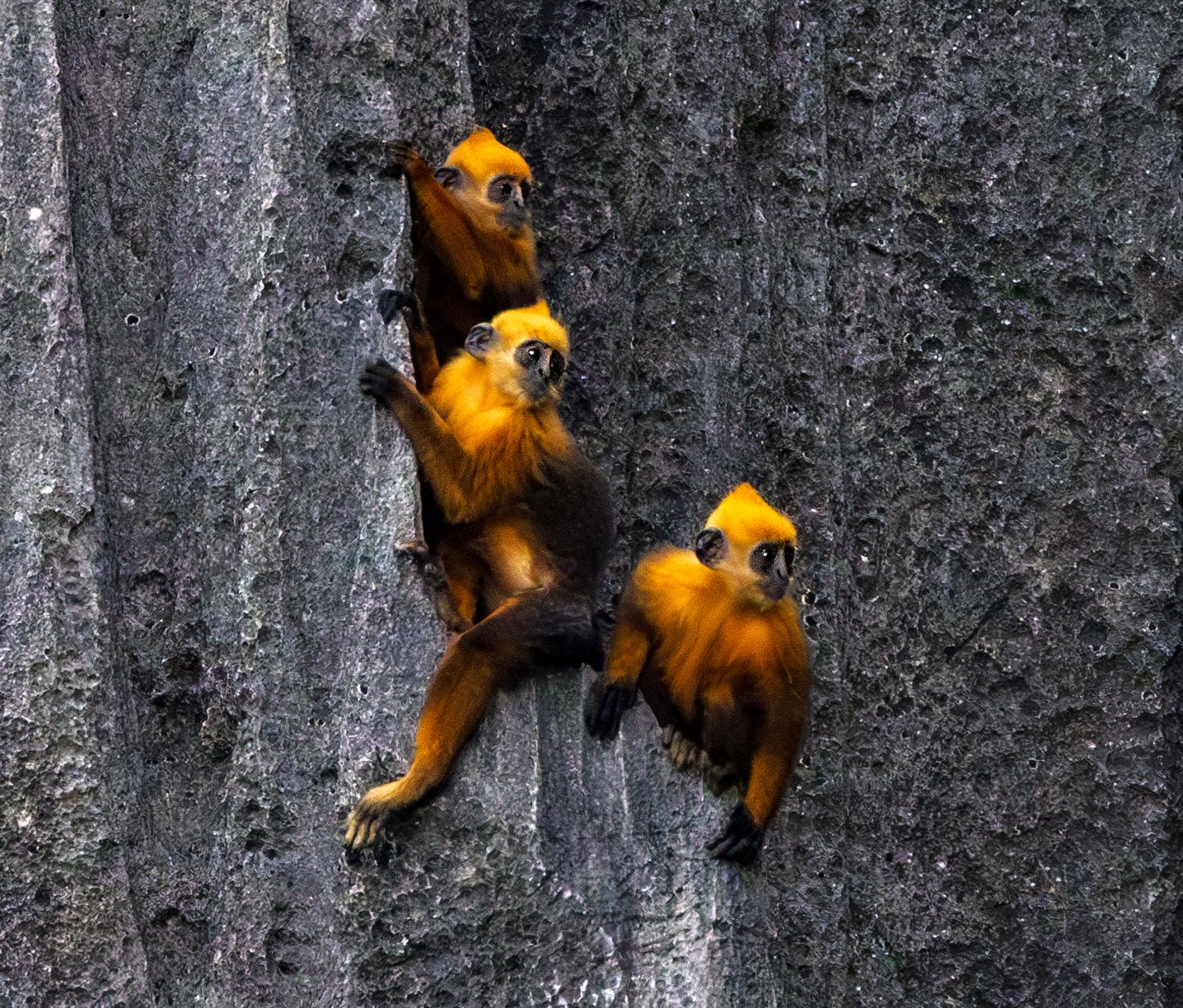 Tracking the Cat Ba langur