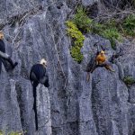 Tracking the Cat Ba langur