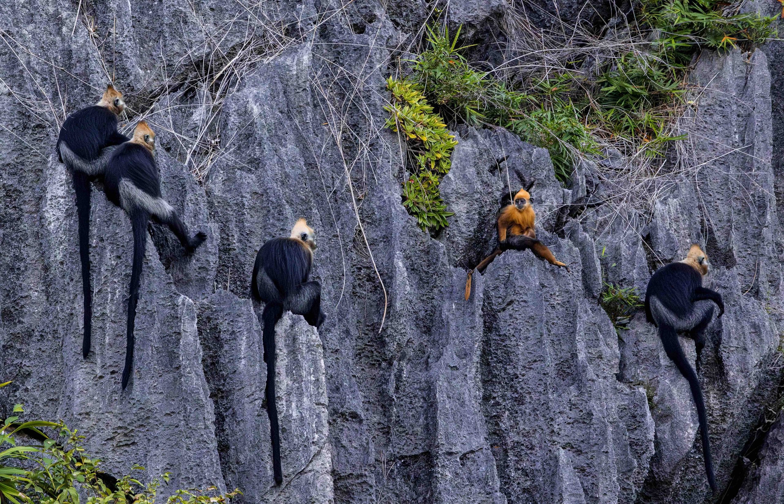 Tracking the Cat Ba langur