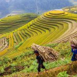 Hạnh phúc ngày mùa