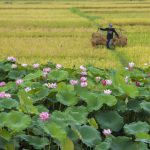 Hạnh phúc ngày mùa