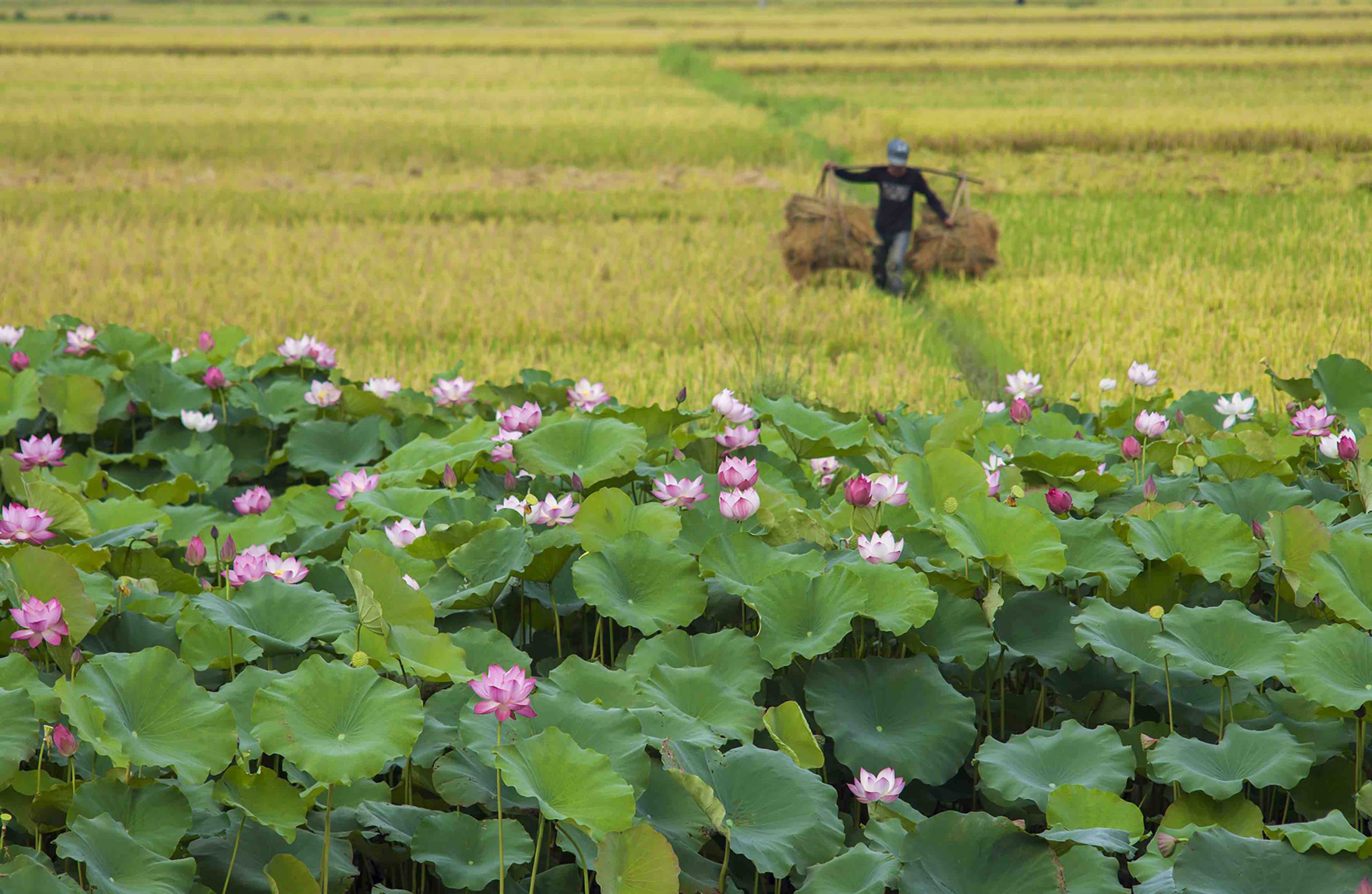 Hạnh phúc ngày mùa