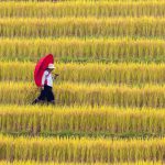 Hạnh phúc ngày mùa