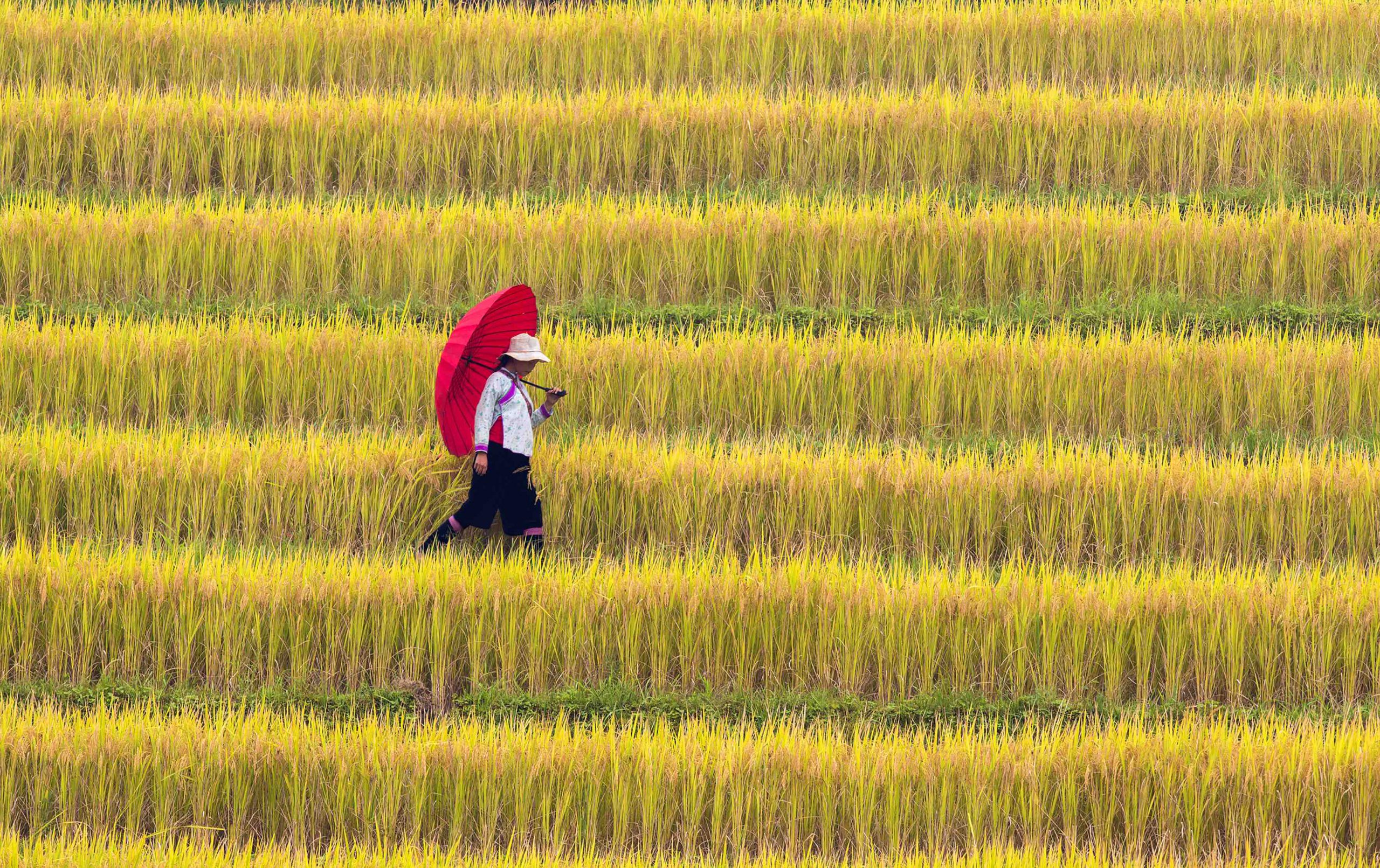 Hạnh phúc ngày mùa