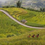 Hạnh phúc ngày mùa