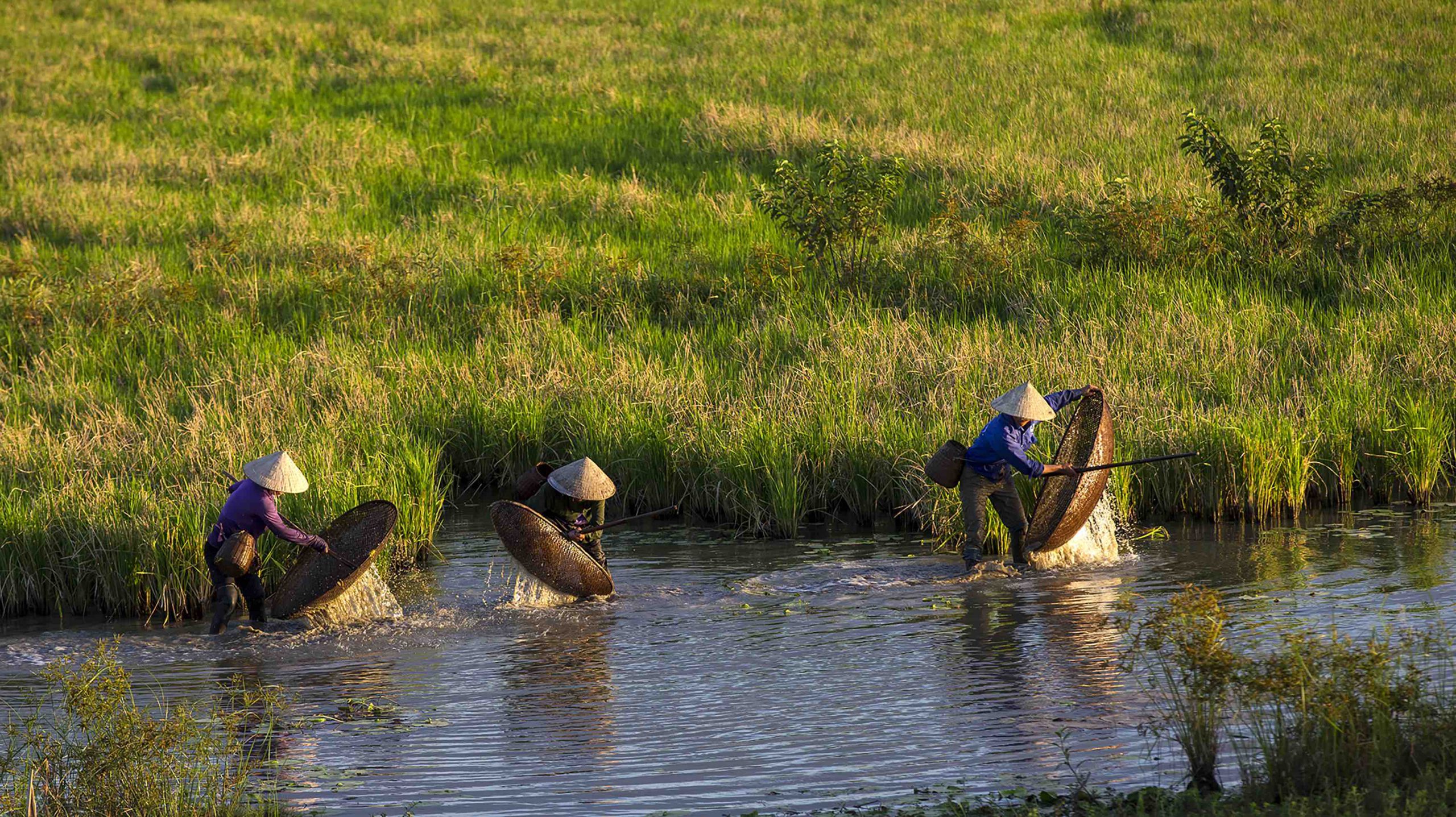 Hạnh phúc ngày mùa
