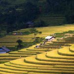 Hạnh phúc ngày mùa