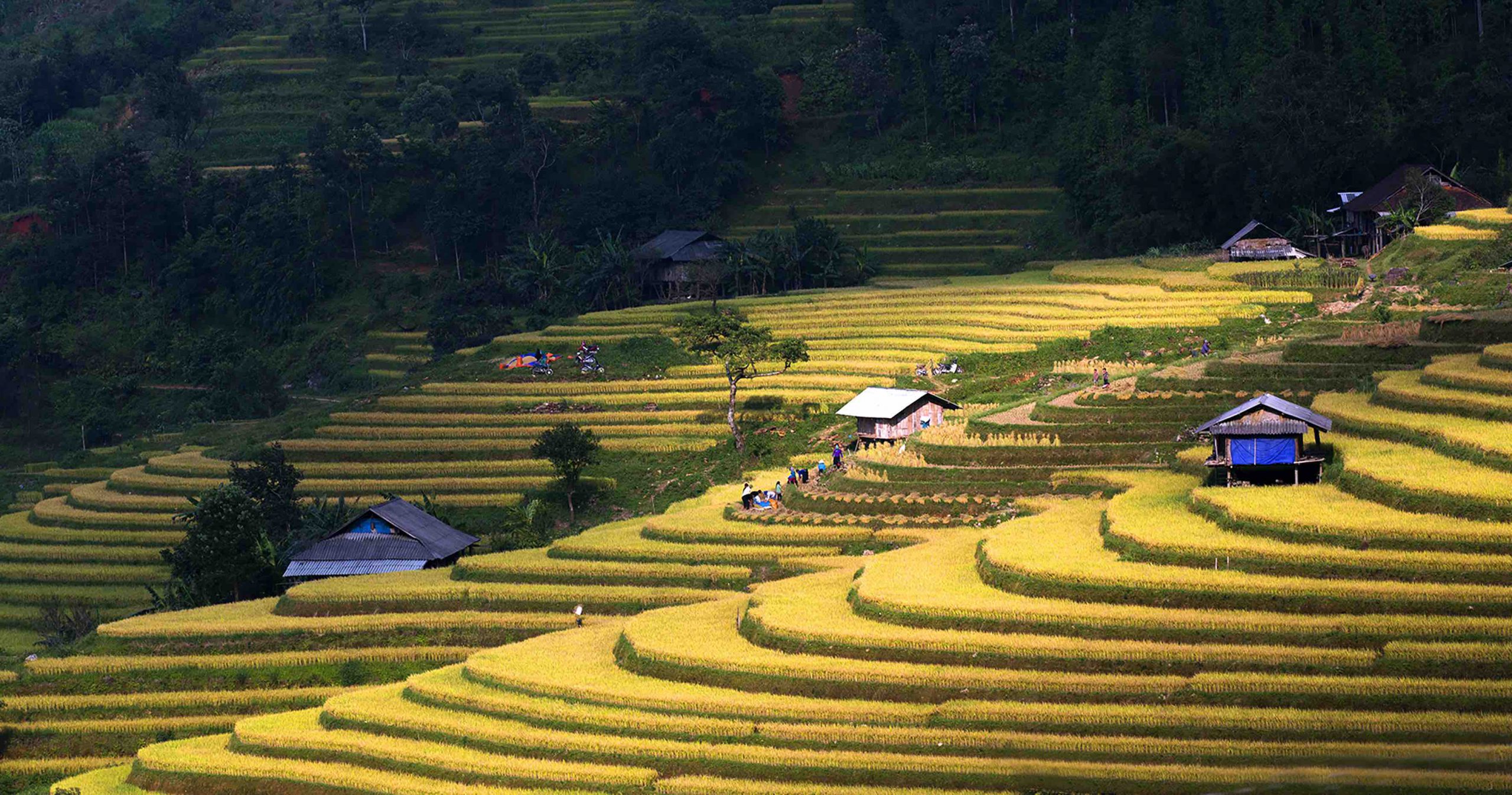 Hạnh phúc ngày mùa