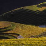 Hạnh phúc ngày mùa