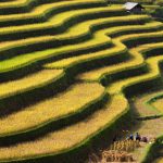 Hạnh phúc ngày mùa