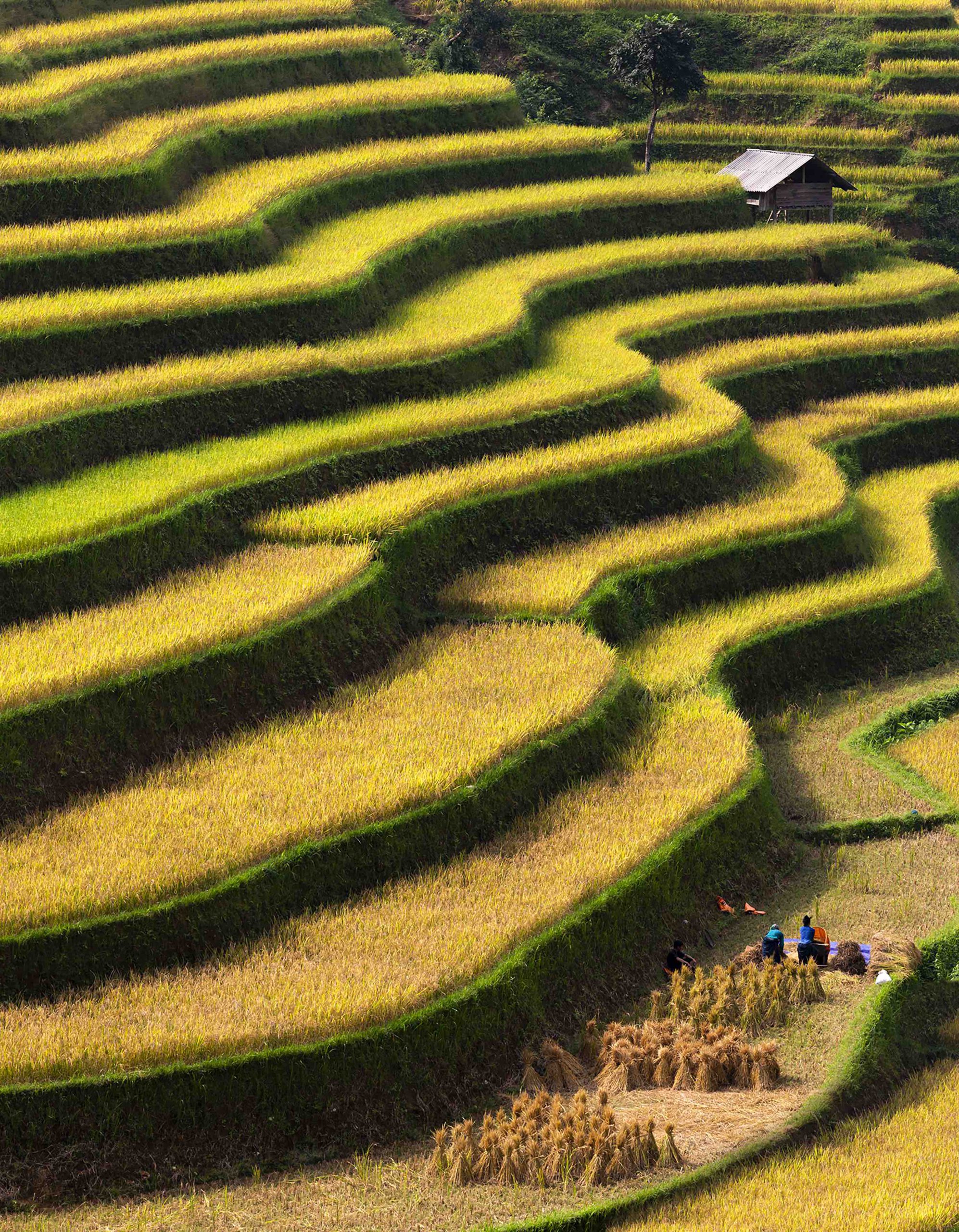Hạnh phúc ngày mùa