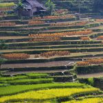 Hạnh phúc ngày mùa