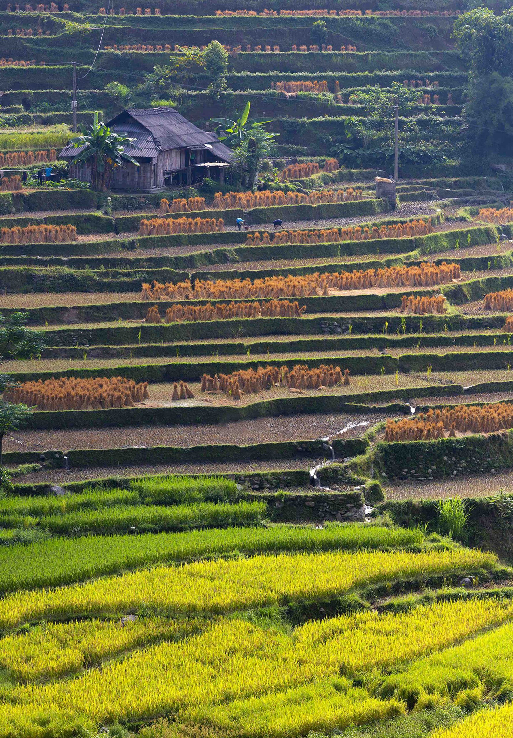 Hạnh phúc ngày mùa