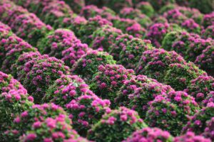 Rộn ràng hương sắc Cái Mơn