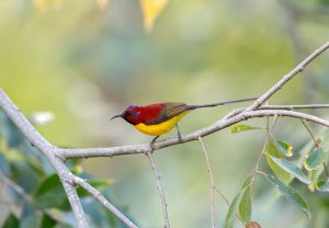 Về với đại ngàn