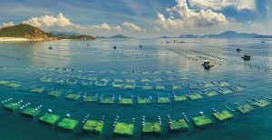 Xuất khẩu thủy sản: Tăng trưởng mạnh, thu tỷ đô