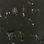 The Pha Tram Festival