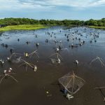 Về Trà Lộc phá trằm