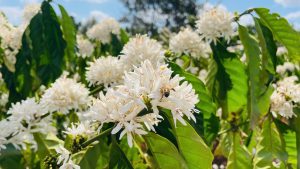 Lâm Đồng và những thung lũng ủ hương cà phê Arabica