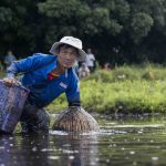 Về Trà Lộc phá trằm