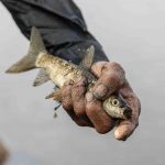 Về Trà Lộc phá trằm