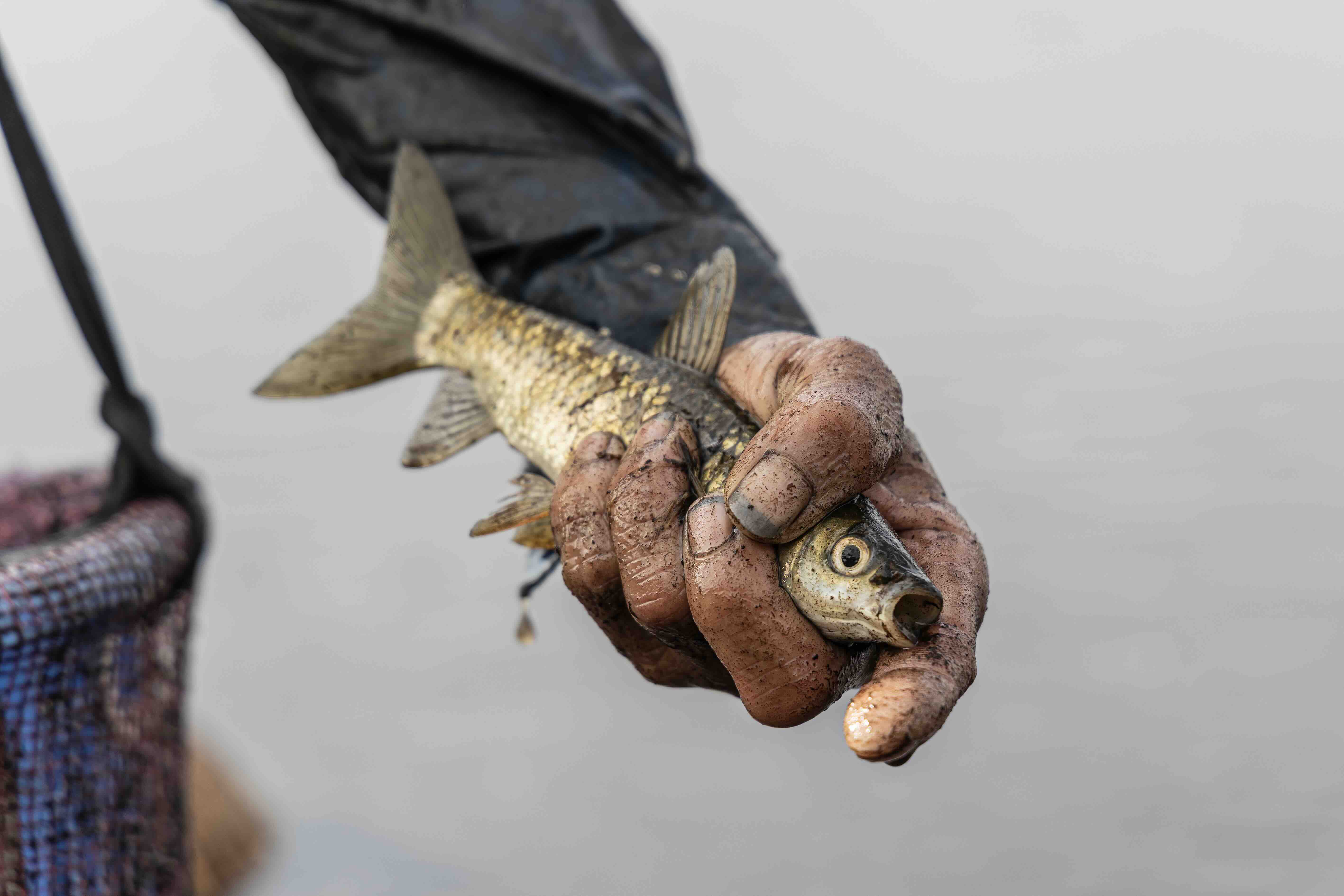 Về Trà Lộc phá trằm