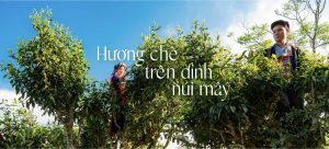 Hương chè trên đỉnh núi mây