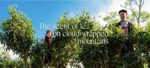 The scent of tea on cloud-wrapped mountains