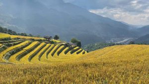 Sơn La “mùa vàng”