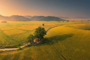 Nắng, lúa và kí ức trong tôi