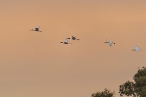 Where hope takes flight