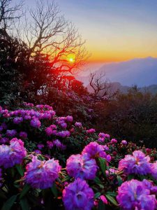 Phiêu du sơn cước