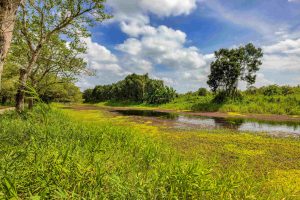 Những cánh rừng cuối trời phương Nam