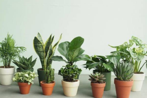 Decor góc làm việc với nến thơm và cây xanh để tăng hiệu suất tại nhà