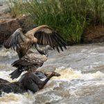 Khoảnh khắc sinh tồn