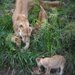 Khoảnh khắc sinh tồn