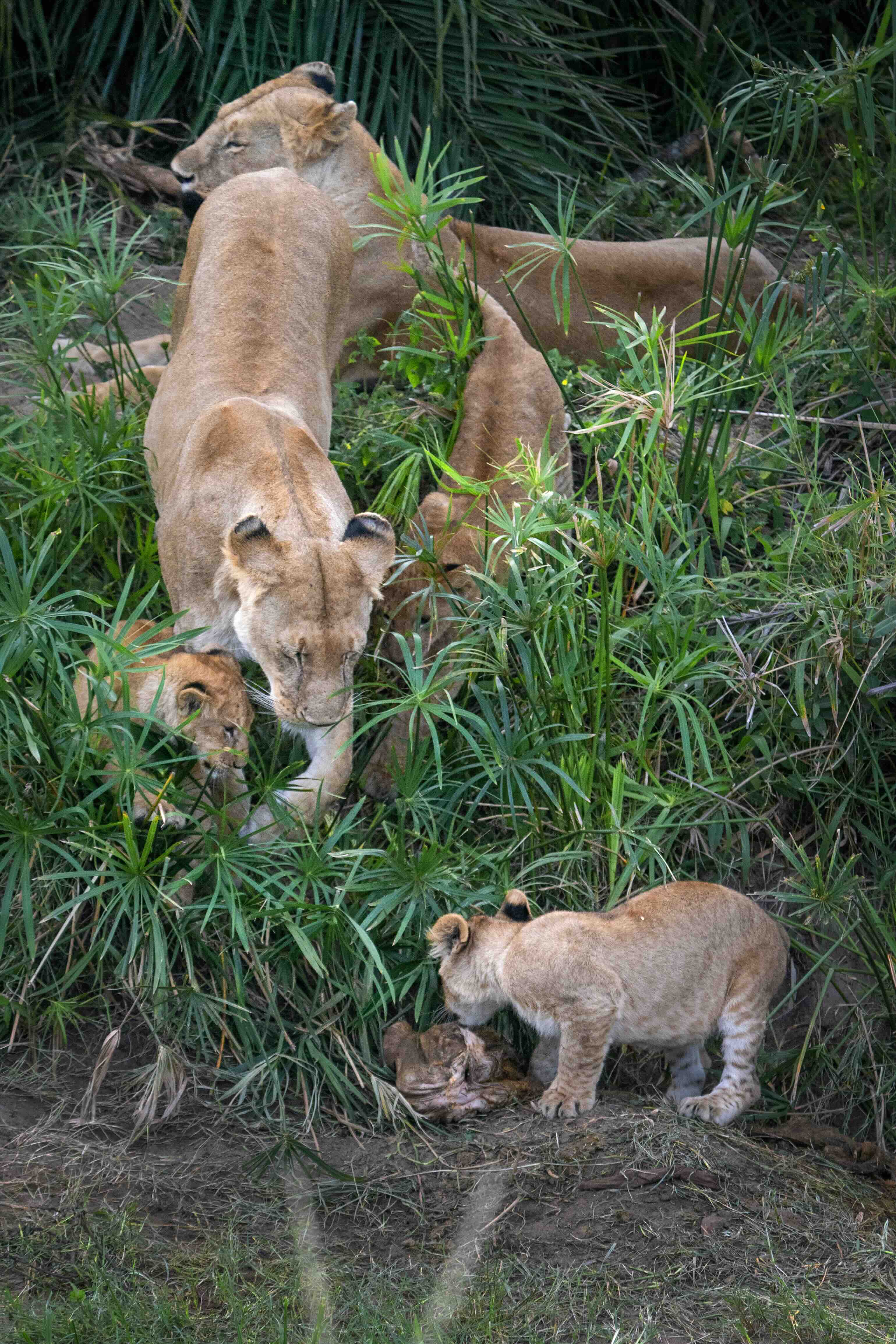 Khoảnh khắc sinh tồn