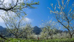 Trong trẻo mùa đông Sơn La