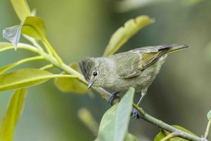 Fansipan – Nóc nhà của những cánh chim ẩn mình