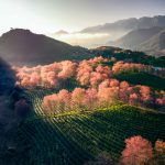 Nàng thơ báo xuân về