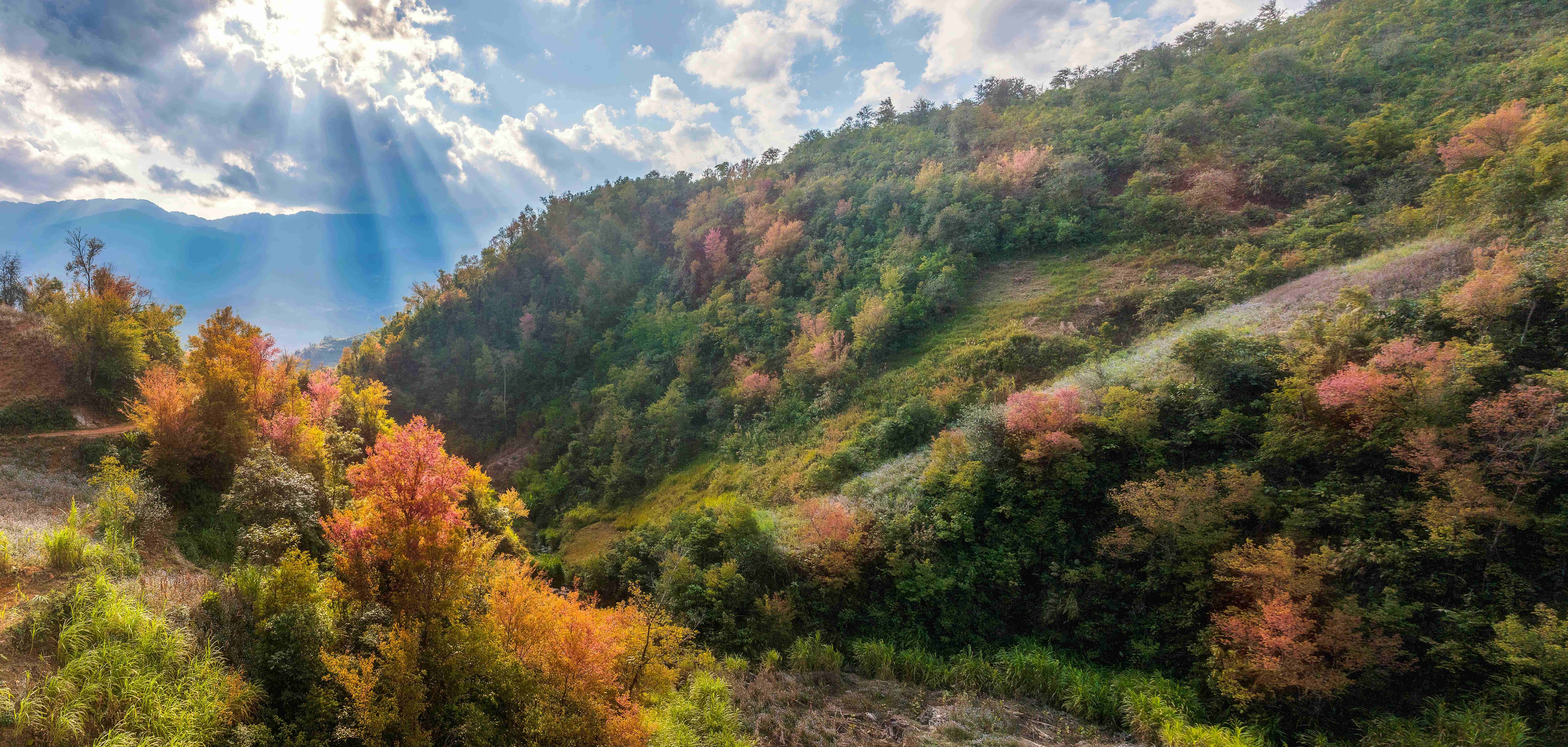 Nàng thơ báo xuân về