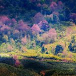 Nàng thơ báo xuân về