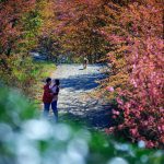 Nàng thơ báo xuân về