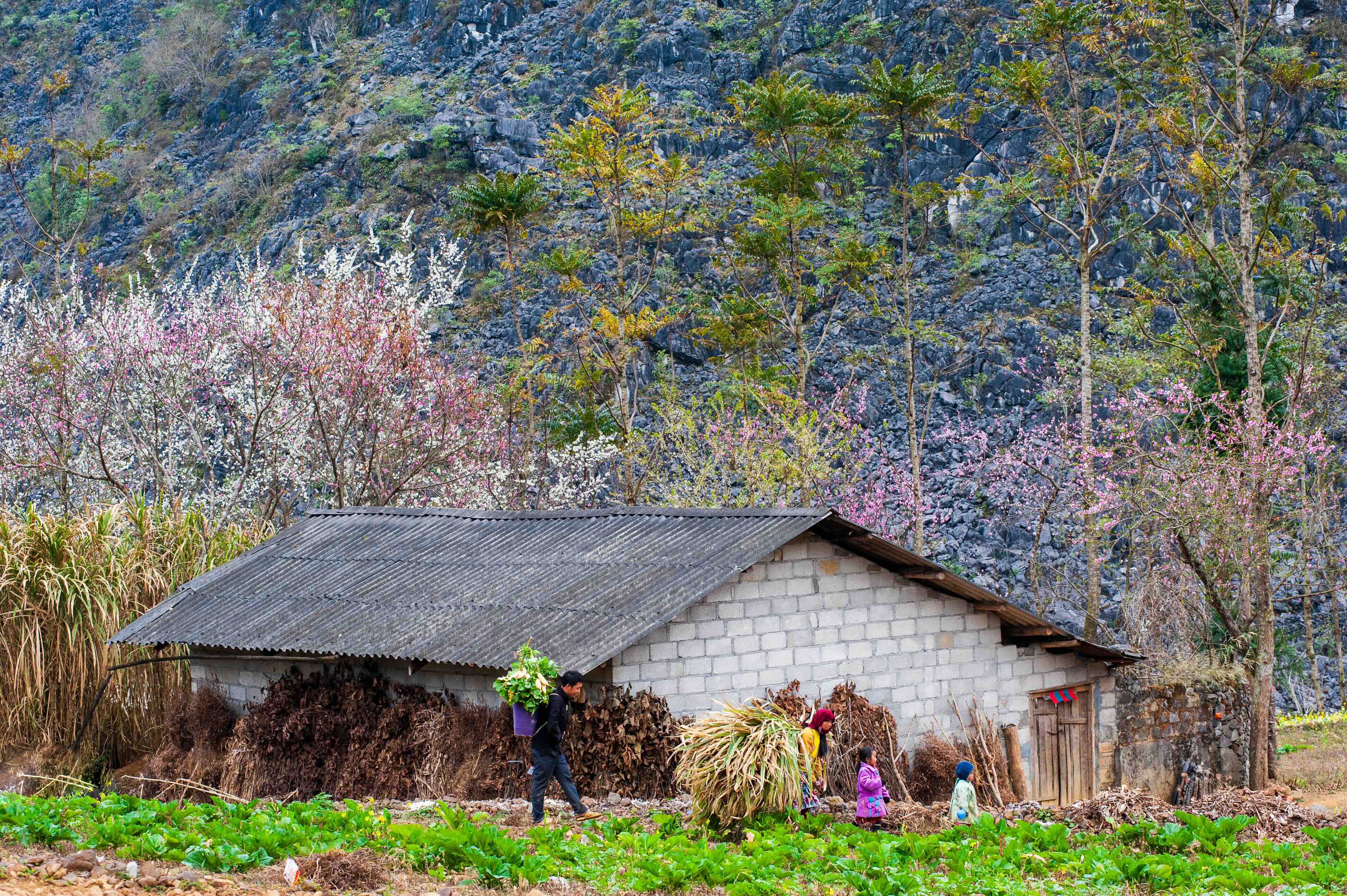 Rosy cheeks and clear eyes